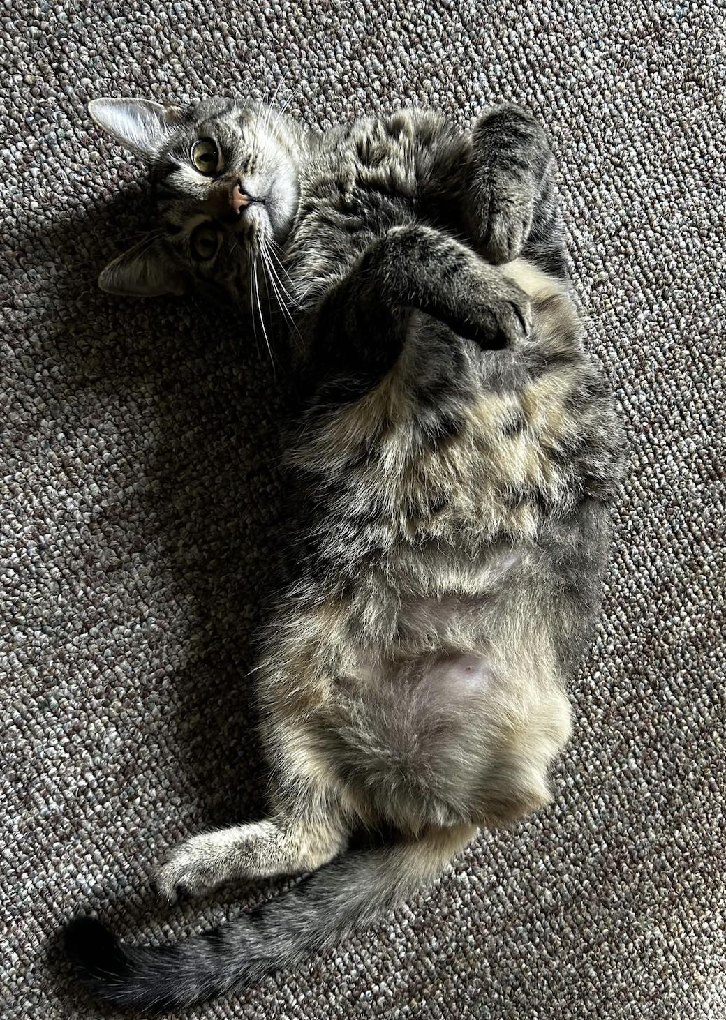 Yardstick, Adoptable, Adult Female Domestic Short Hair.