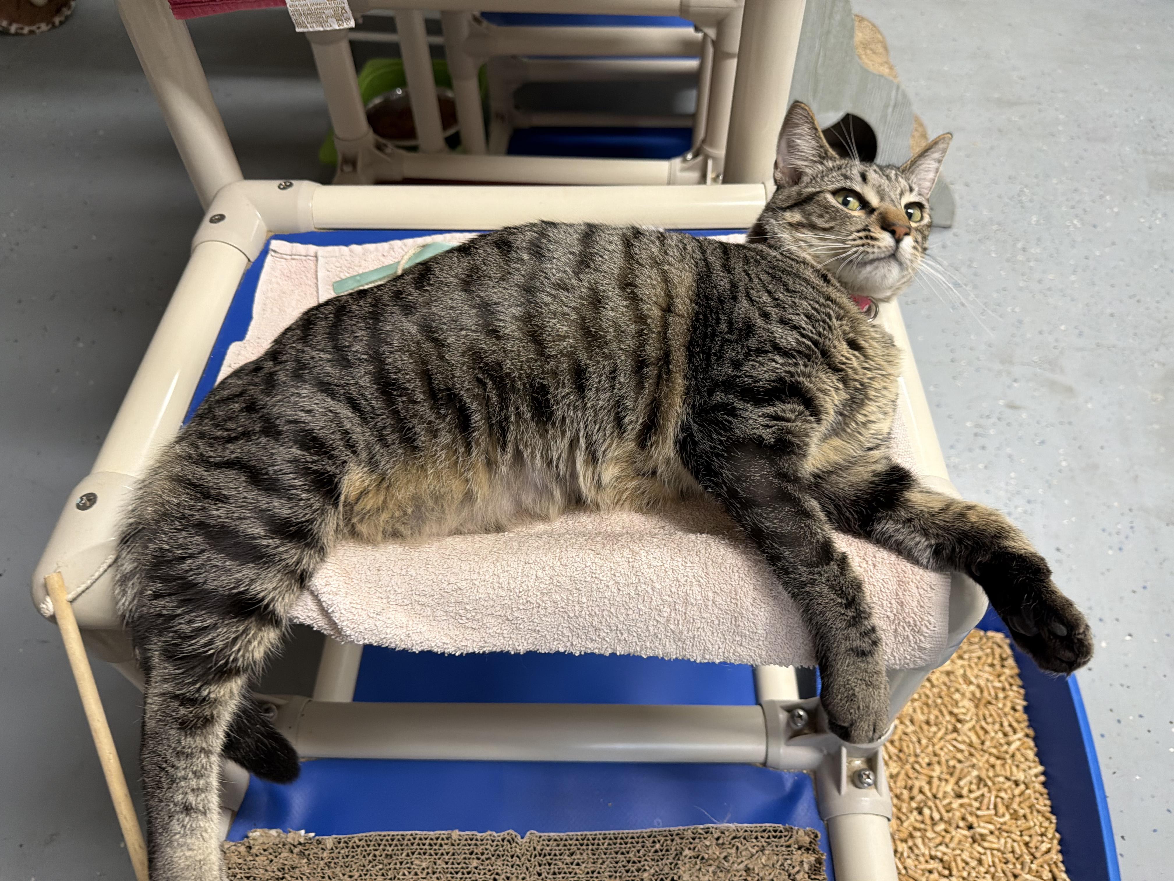 Enlarge Yardstick, a Adoptable Domestic Short Hair in San Luis Obispo, CA image 3/4