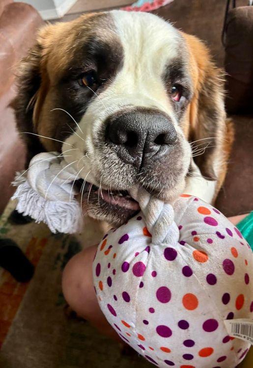 Enlarge Lafonda, an adopted Saint Bernard in Larkspur, CO image 2/3