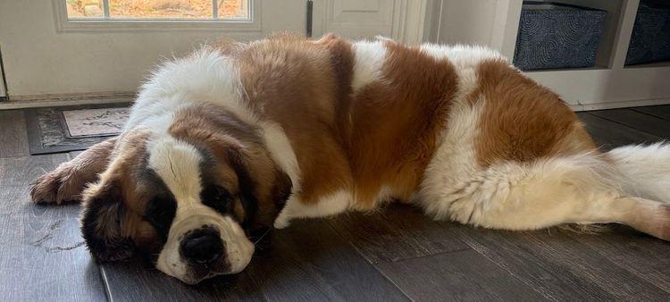 Enlarge Lafonda, an adopted Saint Bernard in Larkspur, CO image 1/3