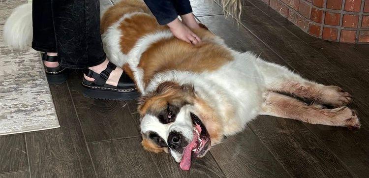 Enlarge Lafonda, an adopted Saint Bernard in Larkspur, CO image 3/3