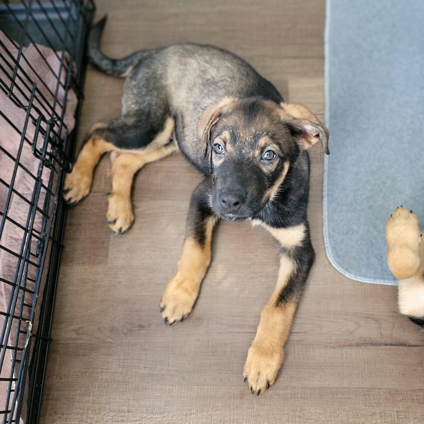 Dog for adoption Fred, a German Shepherd Dog & Labrador Retriever Mix