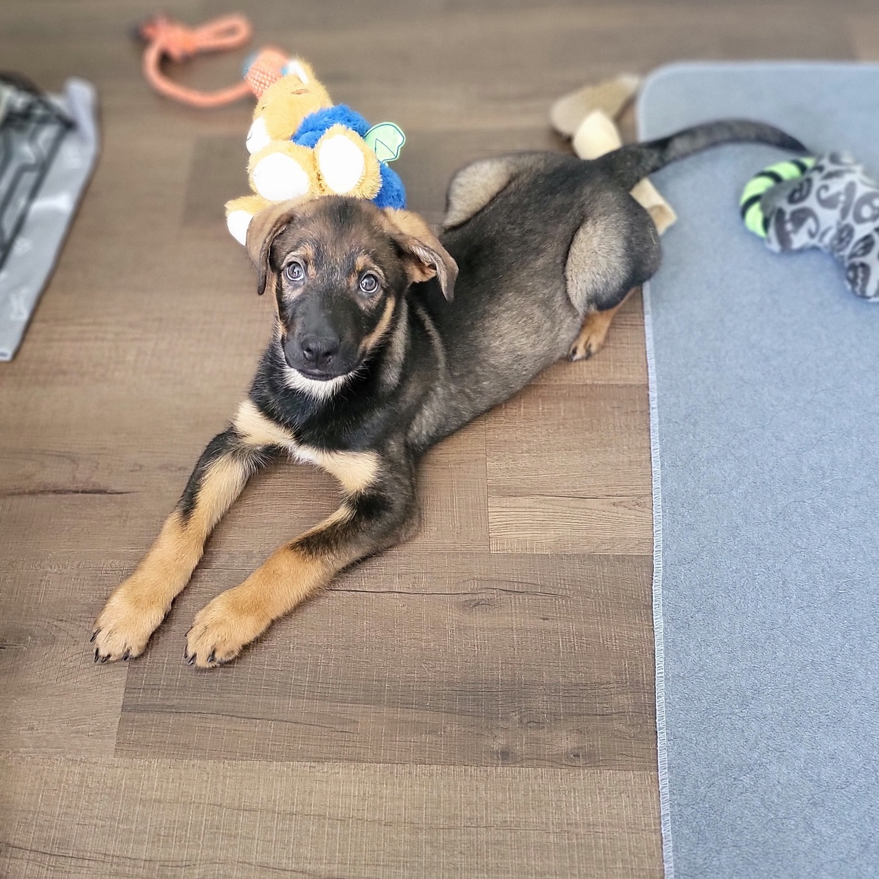 Dog for adoption Fred, a German Shepherd Dog & Labrador Retriever Mix