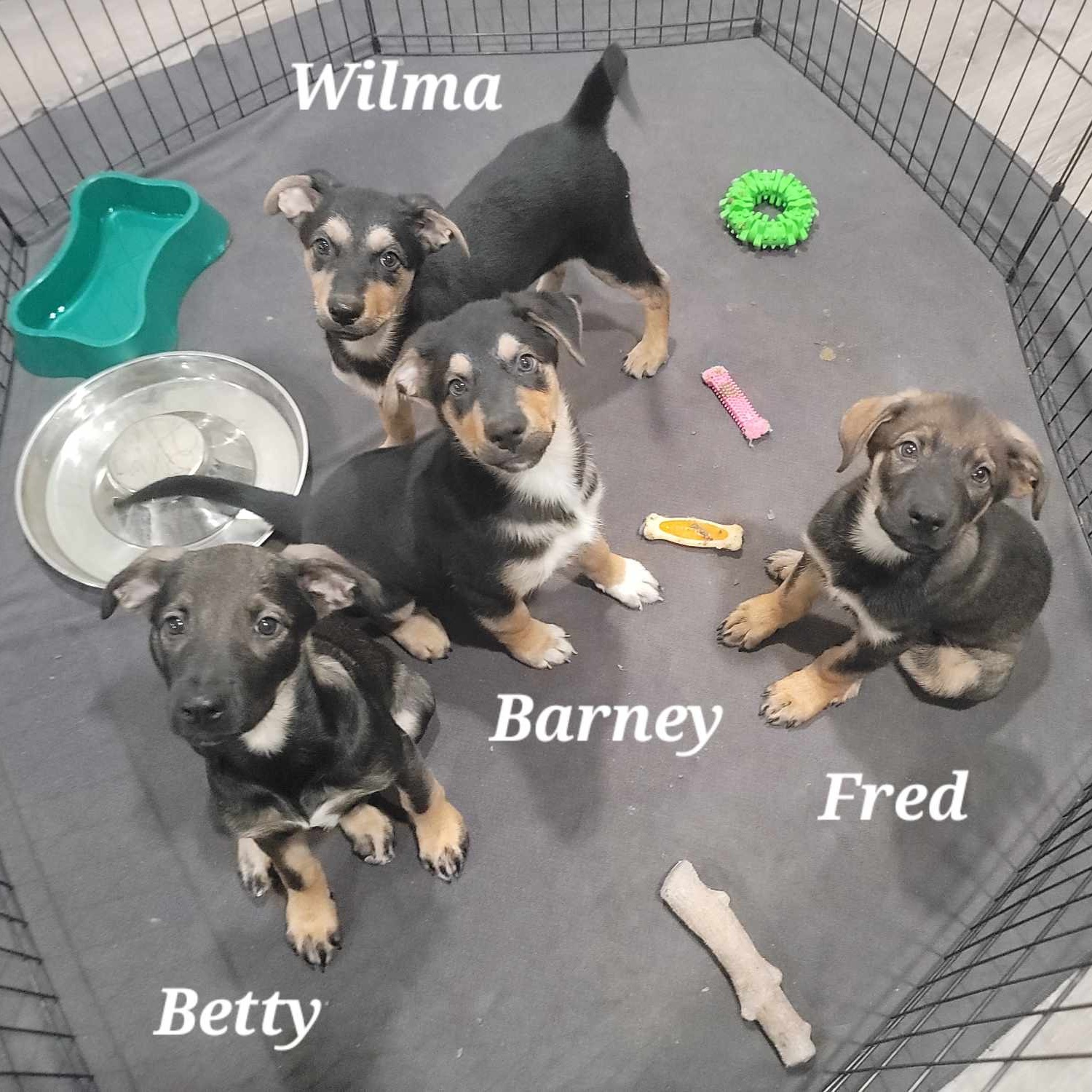 Dog for adoption Fred, a German Shepherd Dog & Labrador Retriever Mix