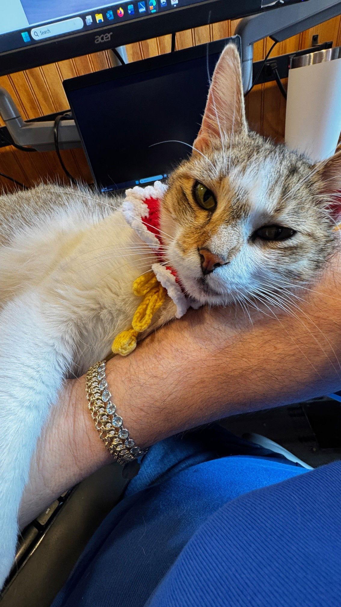 Enlarge Miss Maggie, a Adoptable Domestic Short Hair in Frisco, TX image 1/3