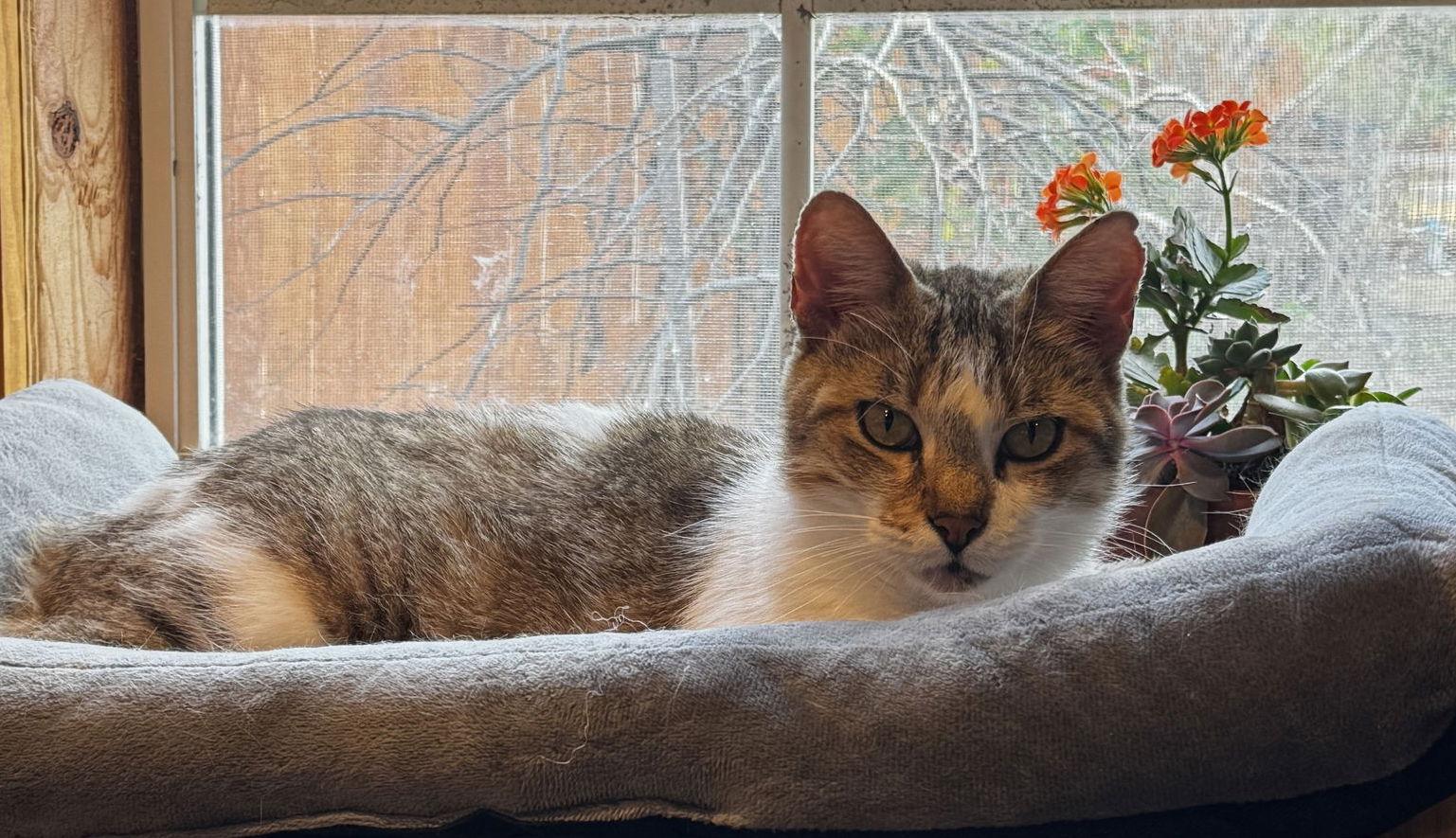 Enlarge Miss Maggie, a Adoptable Domestic Short Hair in Frisco, TX image 1/3