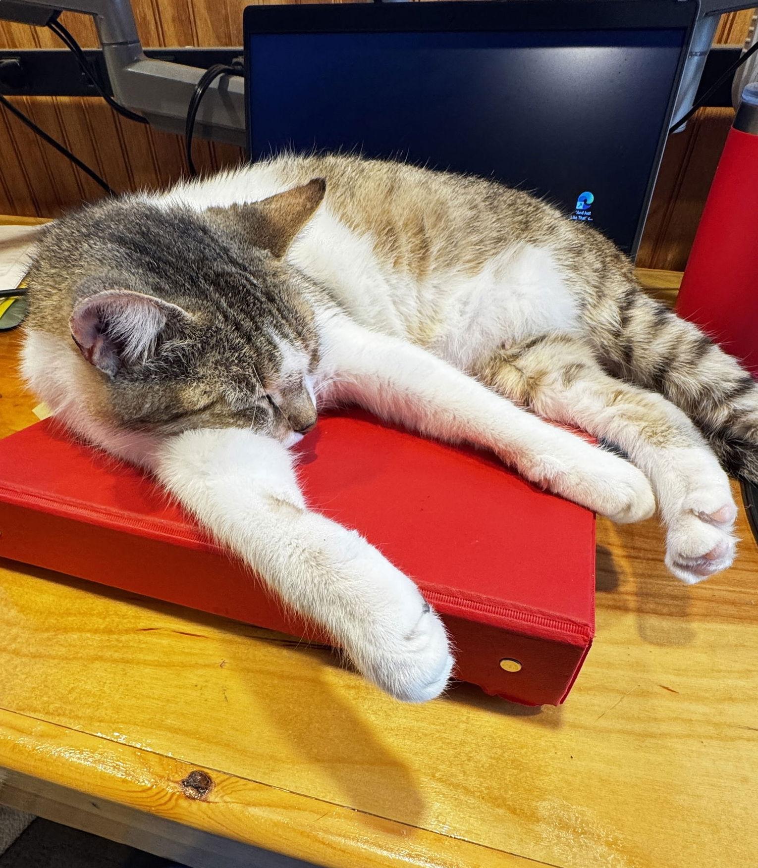 Enlarge Miss Maggie, a Adoptable Domestic Short Hair in Frisco, TX image 2/3