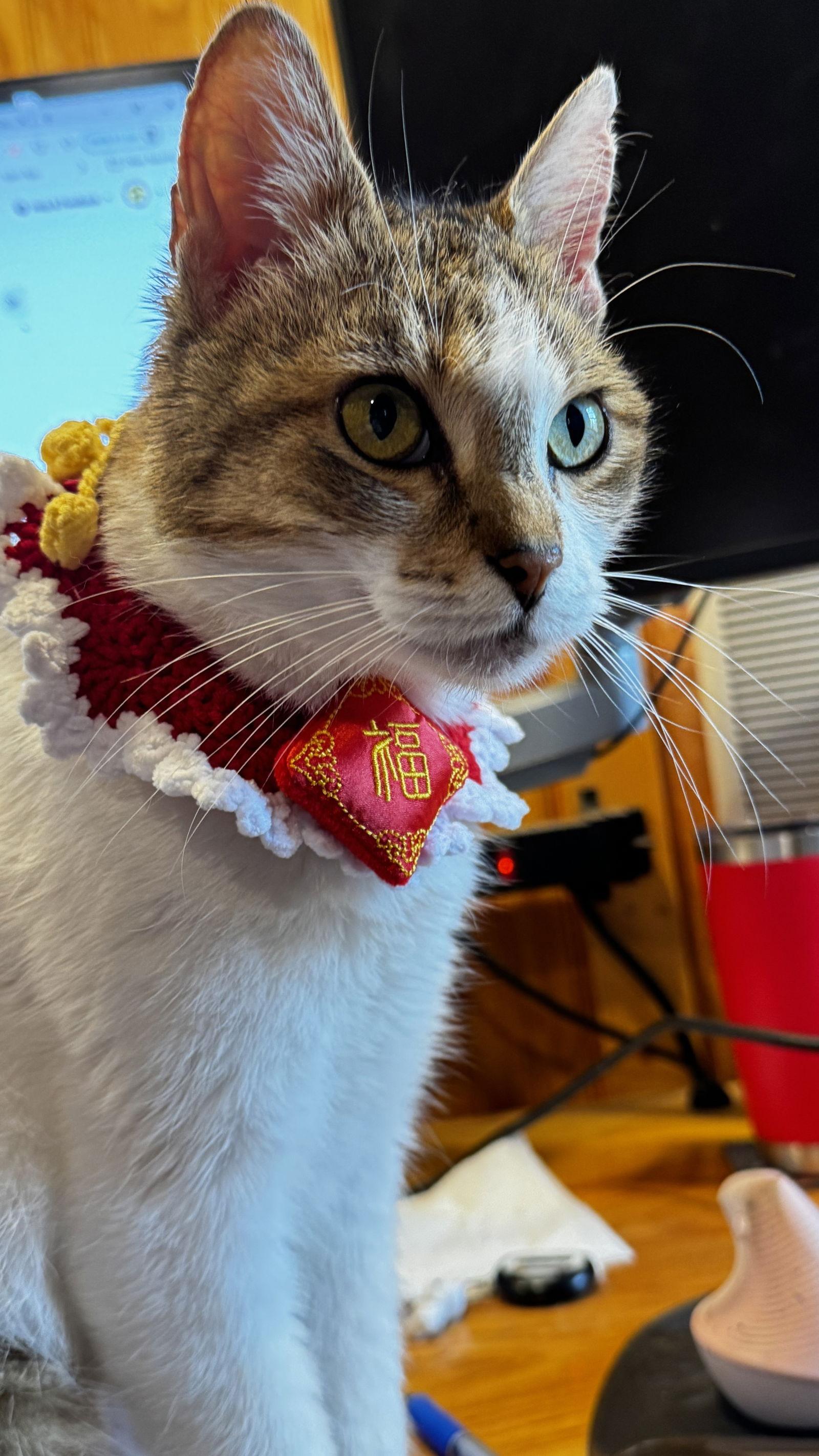 Enlarge Miss Maggie, a Adoptable Domestic Short Hair in Frisco, TX image 2/3