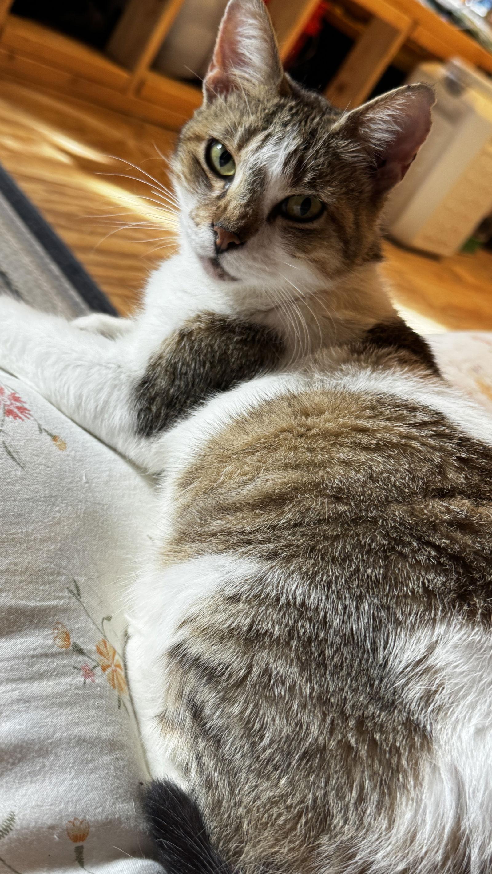 Enlarge Miss Maggie, a Adoptable Domestic Short Hair in Frisco, TX image 3/3