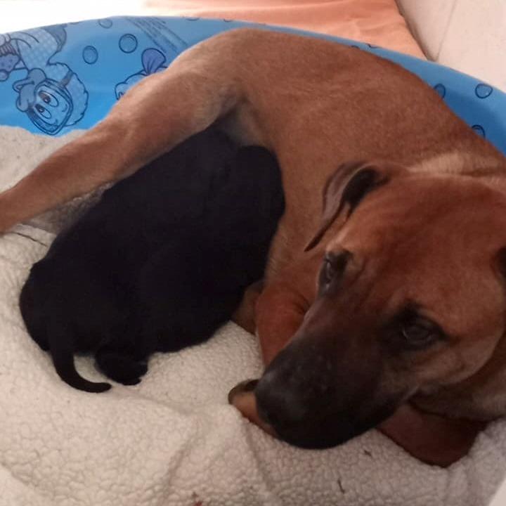 Goldilocks, Adopted, Adult Female Shepherd.