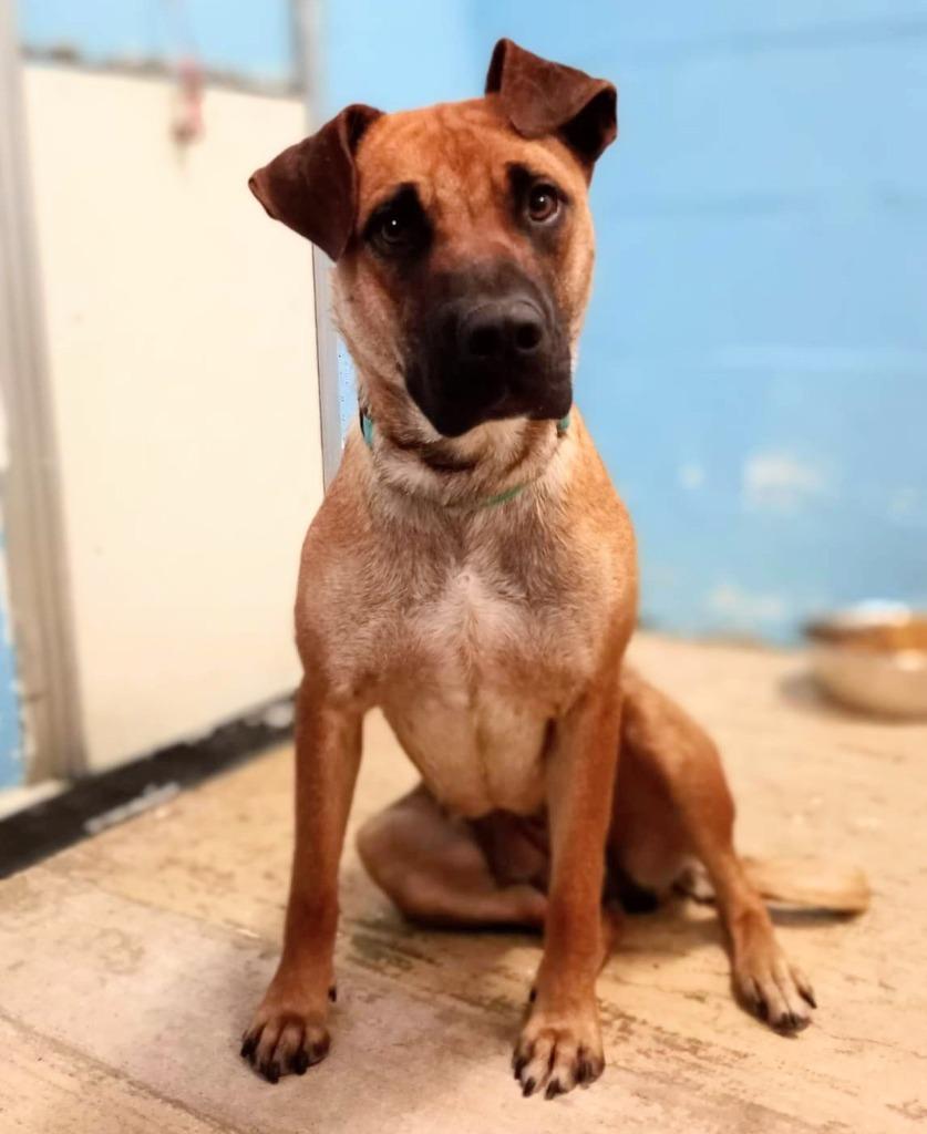 Goldilocks, a Adopted mixed breed in Sunrise Beach, MO image 2/2