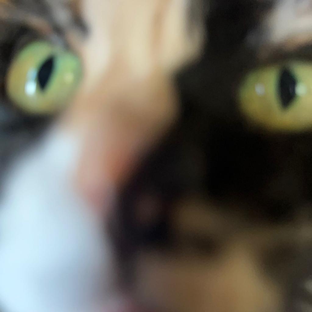 Enlarge Penny, a Adoptable Domestic Long Hair in Morgan Hill, CA image 2/6