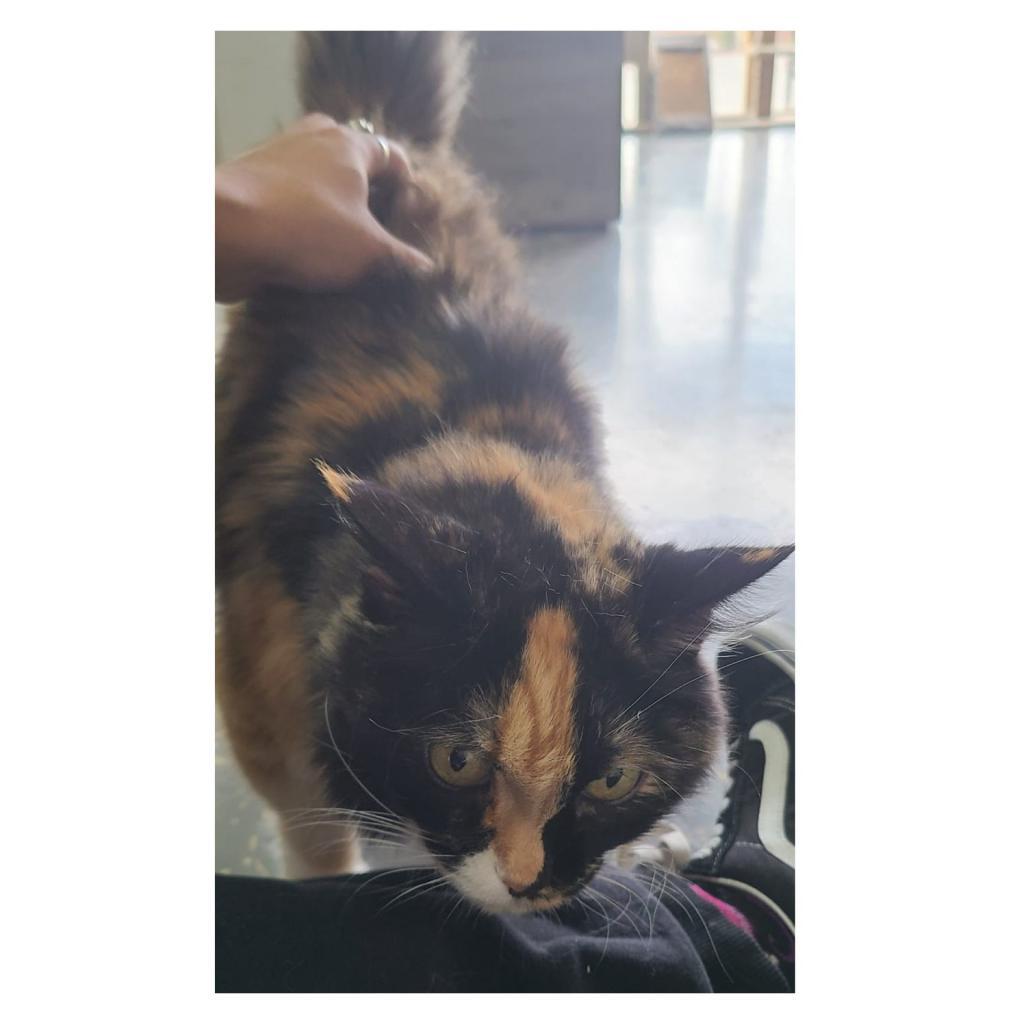 Enlarge Penny, a Adoptable Domestic Long Hair in Morgan Hill, CA image 3/6