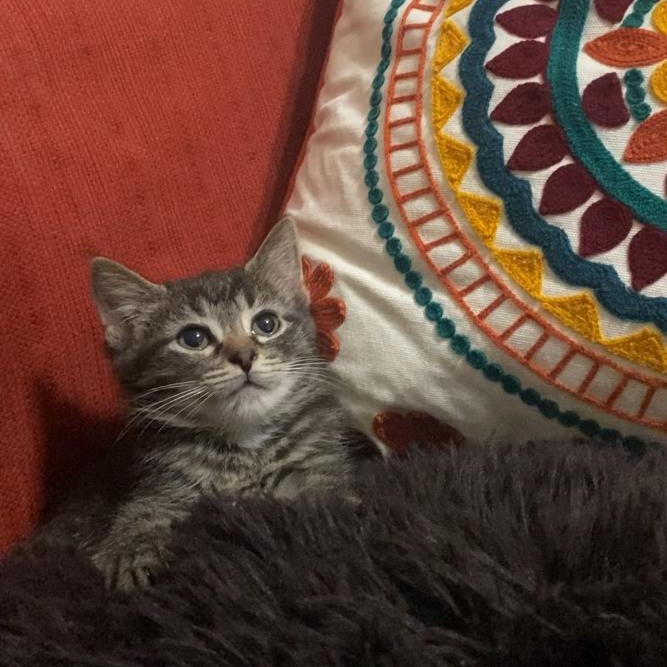 kittens, ADOPTABLE, Kitten Male Domestic Short Hair.