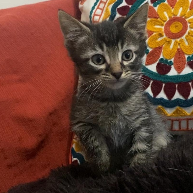 Enlarge kittens, a ADOPTABLE Domestic Short Hair in Alliance, OH image 2/3