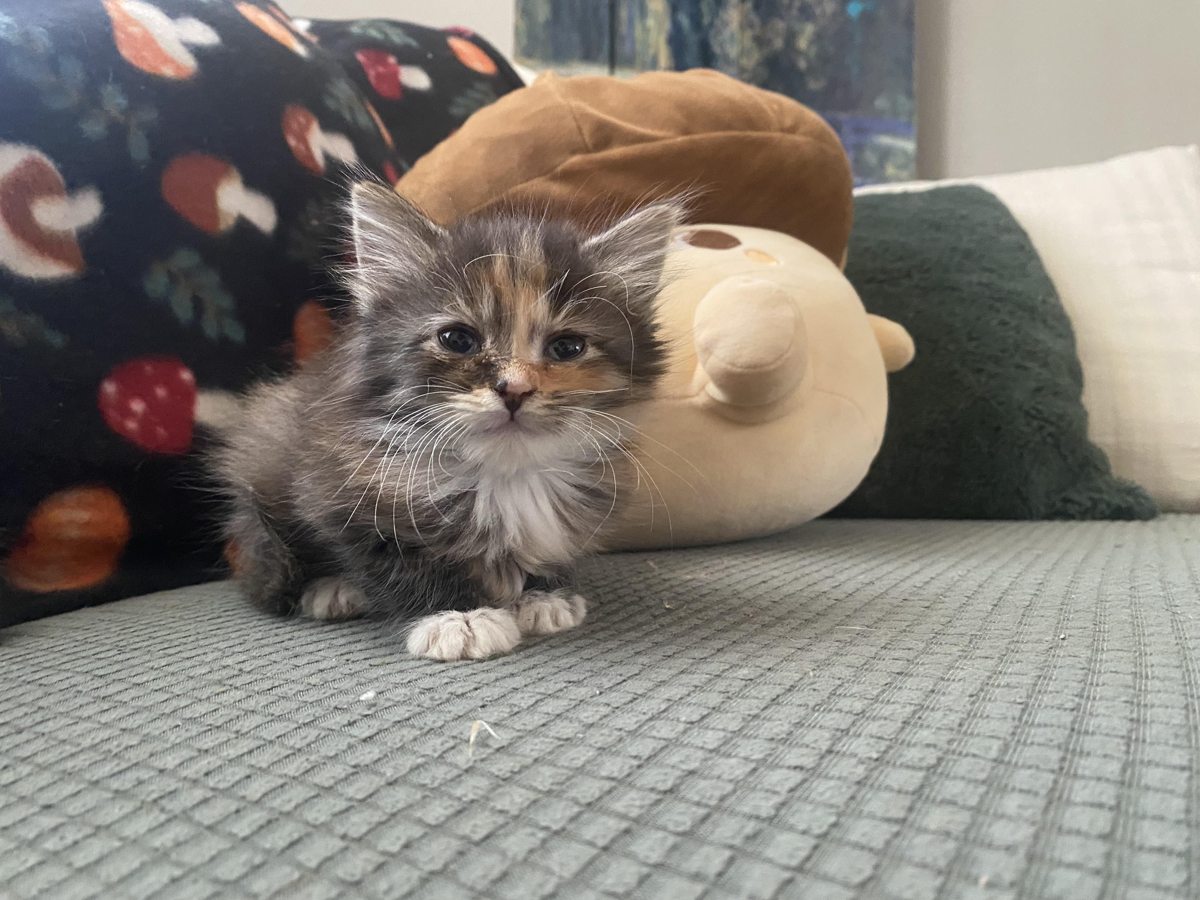 Enlarge kittens, a ADOPTABLE Domestic Short Hair in Alliance, OH image 3/3