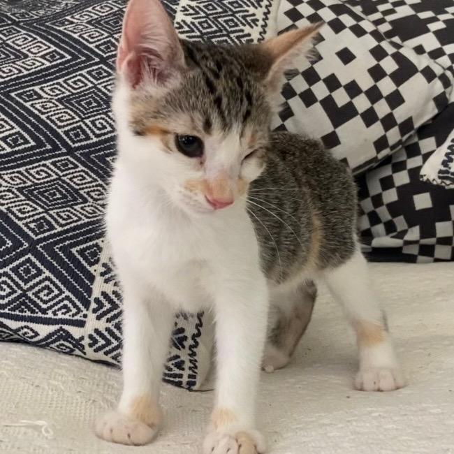 Ziggy, Adoptable, Kitten Female Domestic Short Hair.