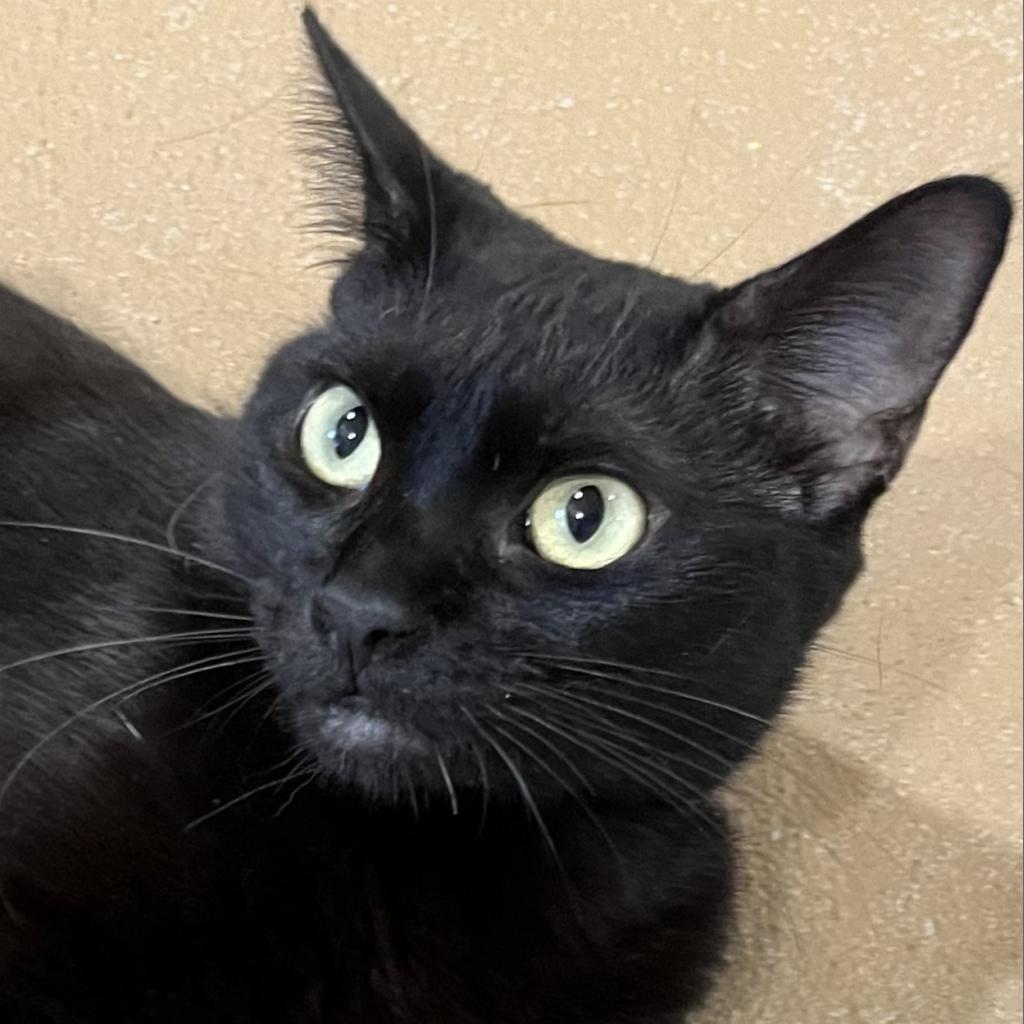 Enlarge Katniss, a Adoptable Domestic Short Hair in Agoura Hills, CA image 1/6