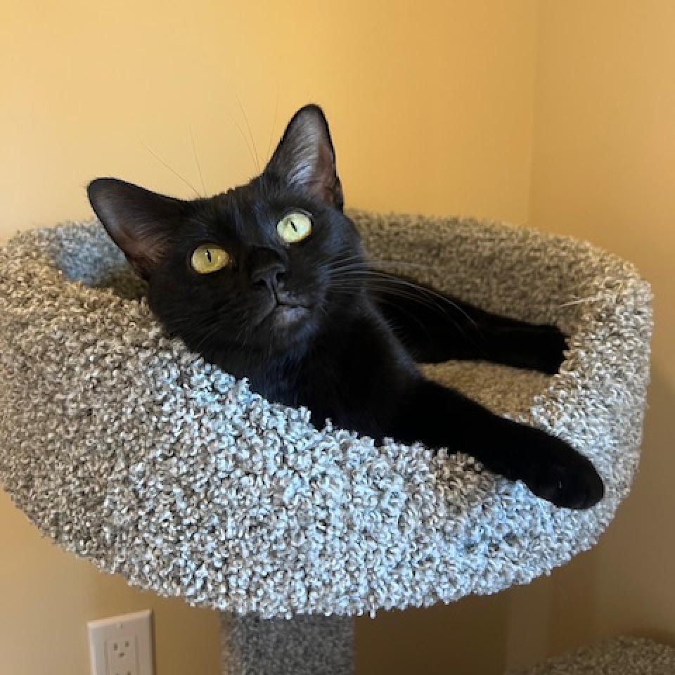Enlarge Katniss, a Adoptable Domestic Short Hair in Agoura Hills, CA image 2/6