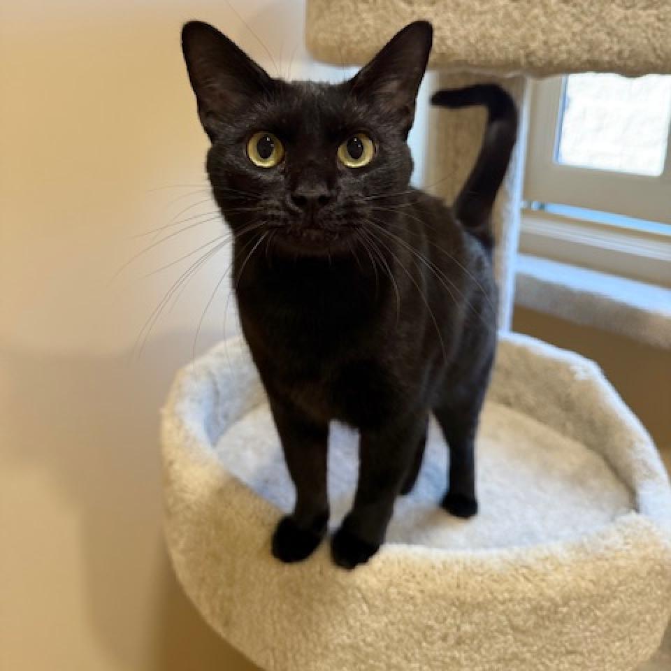 Enlarge Katniss, a Adoptable Domestic Short Hair in Agoura Hills, CA image 3/6