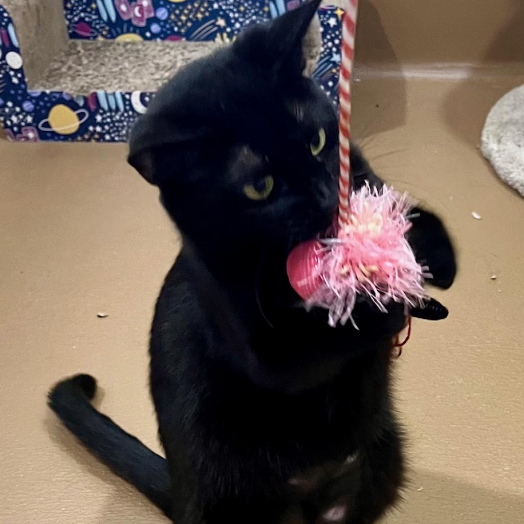 Enlarge Katniss, a Adoptable Domestic Short Hair in Agoura Hills, CA image 4/6