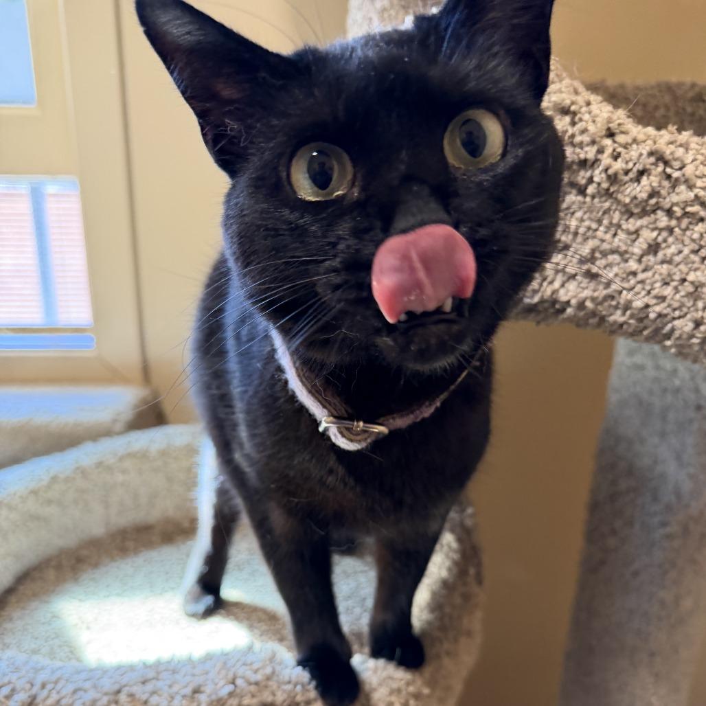 Enlarge Katniss, a Adoptable Domestic Short Hair in Agoura Hills, CA image 5/6