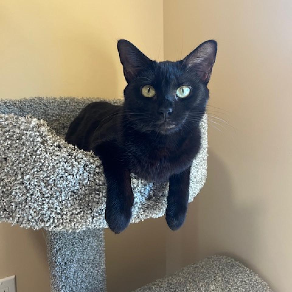 Enlarge Katniss, a Adoptable Domestic Short Hair in Agoura Hills, CA image 5/6