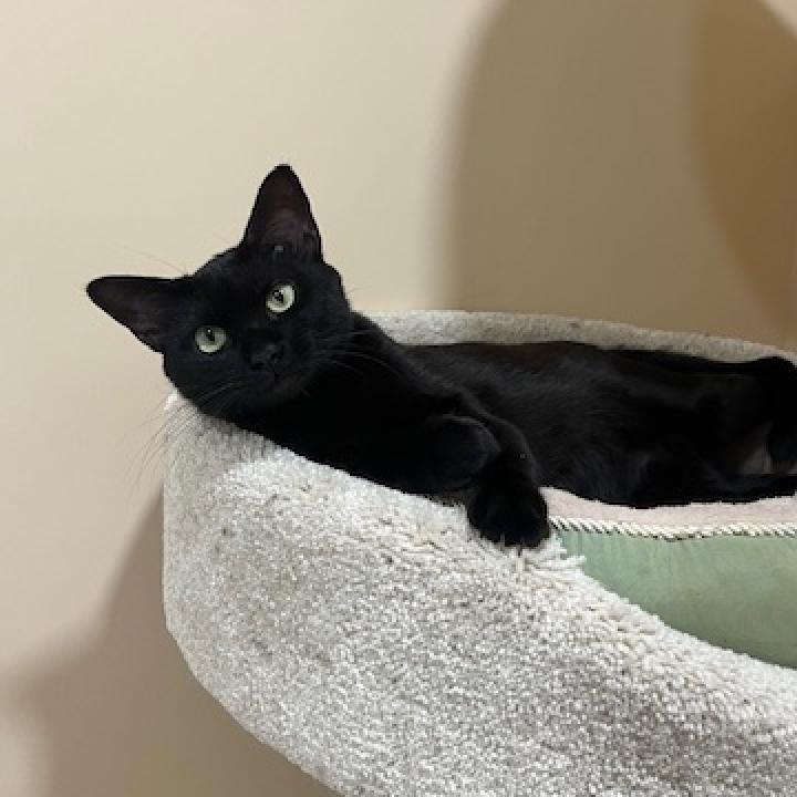 Enlarge Katniss, a Adoptable Domestic Short Hair in Agoura Hills, CA image 6/6