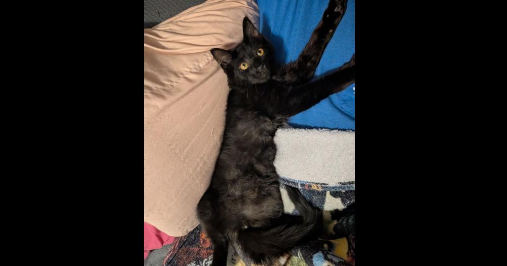 Shadow, Adoptable, Kitten Male Domestic Medium Hair.