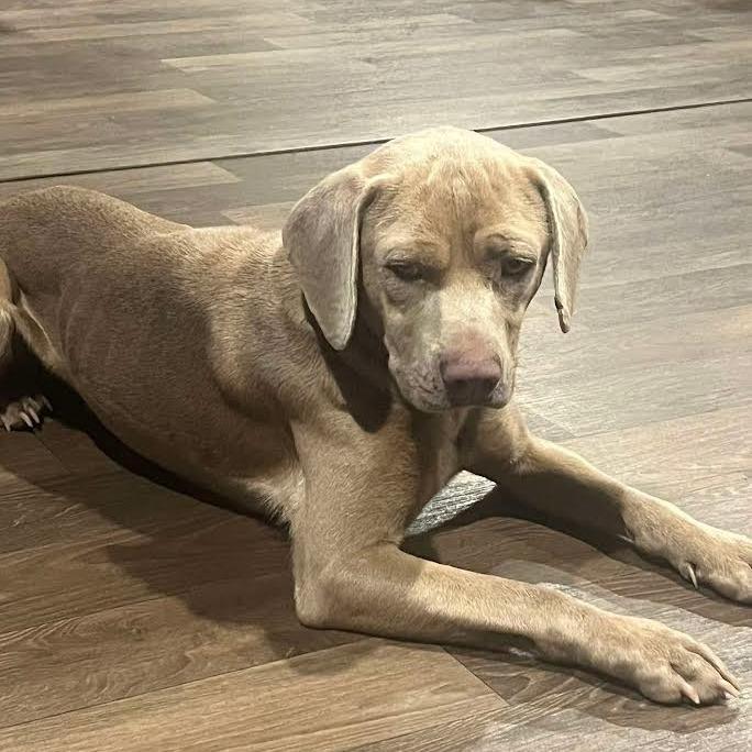 Enlarge Desperado, a Adoptable Weimaraner in Farmersville, OH image 1/1