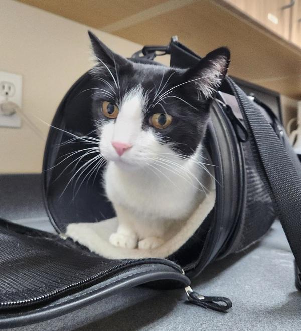 Enlarge Pepper, a Adoptable mixed breed in Kennewick, WA image 1/2