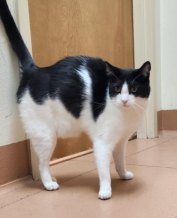 Enlarge Pepper, a Adoptable mixed breed in Kennewick, WA image 2/2