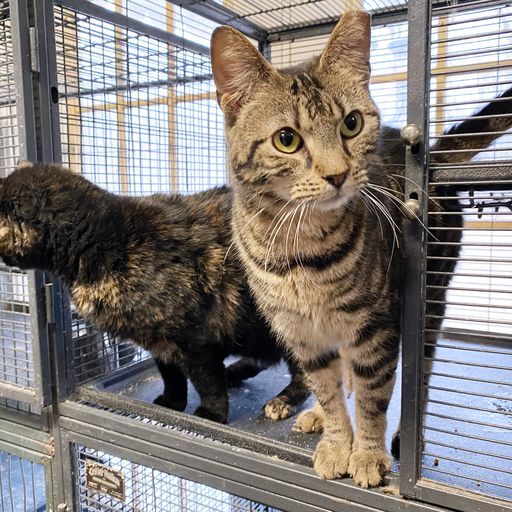 Buttercup and Charisma, Adopted, Adult Female Domestic Short Hair.