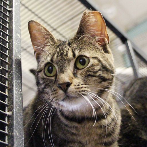 Buttercup and Charisma, a Adopted Domestic Short Hair in Tower City, PA image 2/5