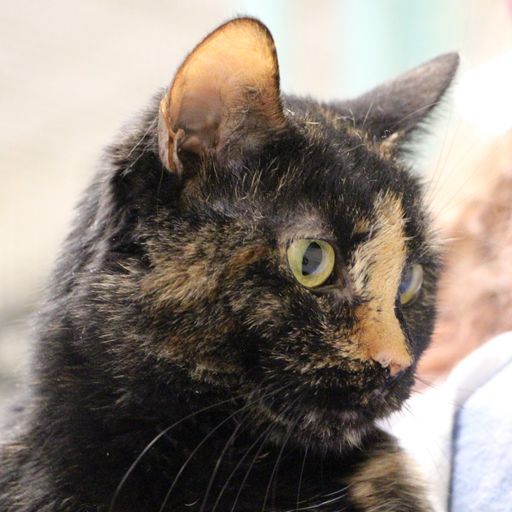 Buttercup and Charisma, a Adopted Domestic Short Hair in Tower City, PA image 3/5