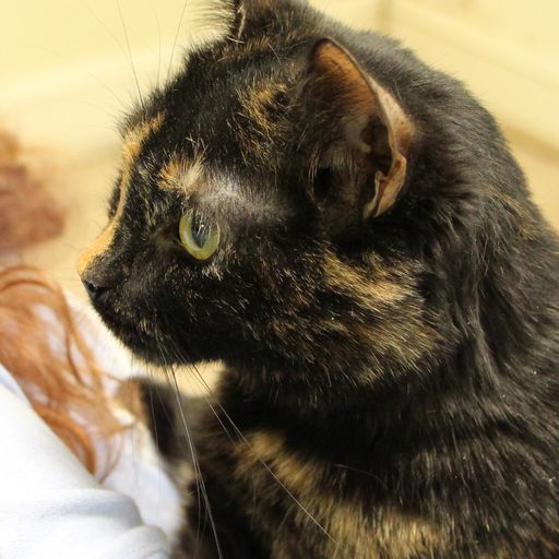 Buttercup and Charisma, a Adopted Domestic Short Hair in Tower City, PA image 4/5