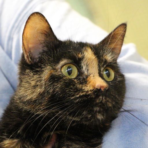 Buttercup and Charisma, a Adopted Domestic Short Hair in Tower City, PA image 5/5