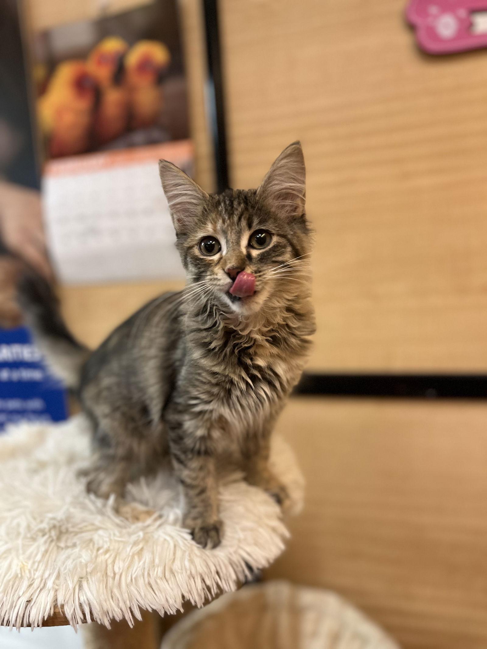 Enlarge Comet, a Adopted Domestic Short Hair in Scottsdale, AZ image 1/3