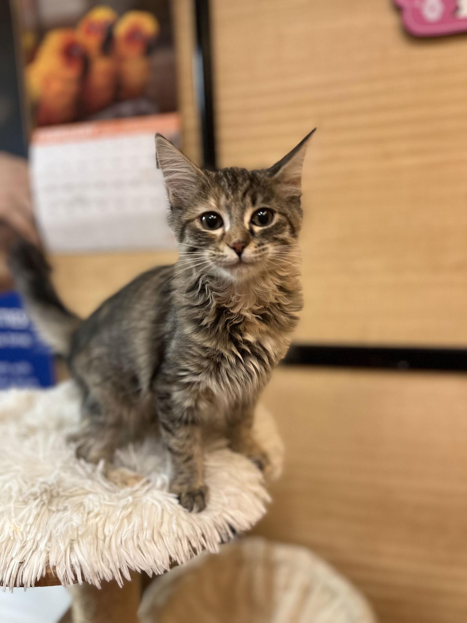 Enlarge Comet, a Adopted Domestic Short Hair in Scottsdale, AZ image 2/3