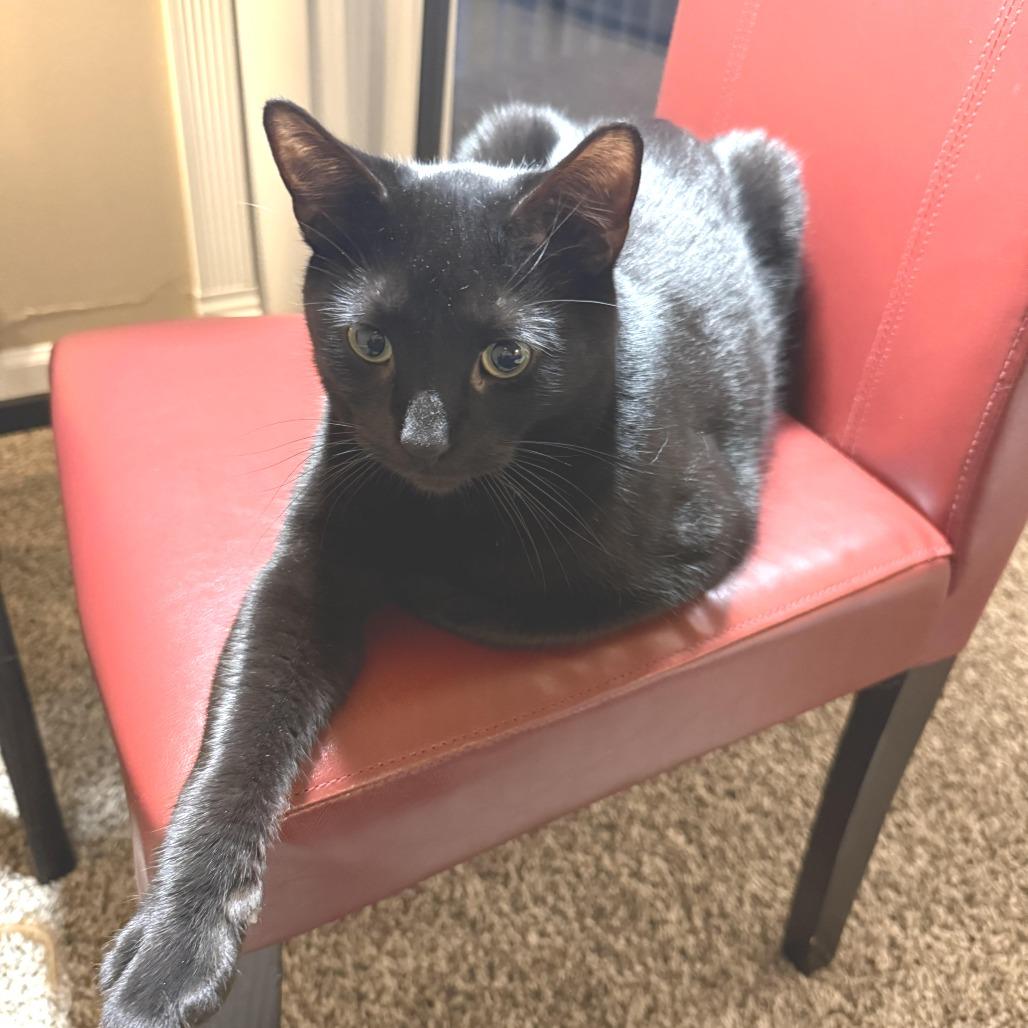 Enlarge Raven, a Adoptable Domestic Short Hair in Novelty, OH image 1/2