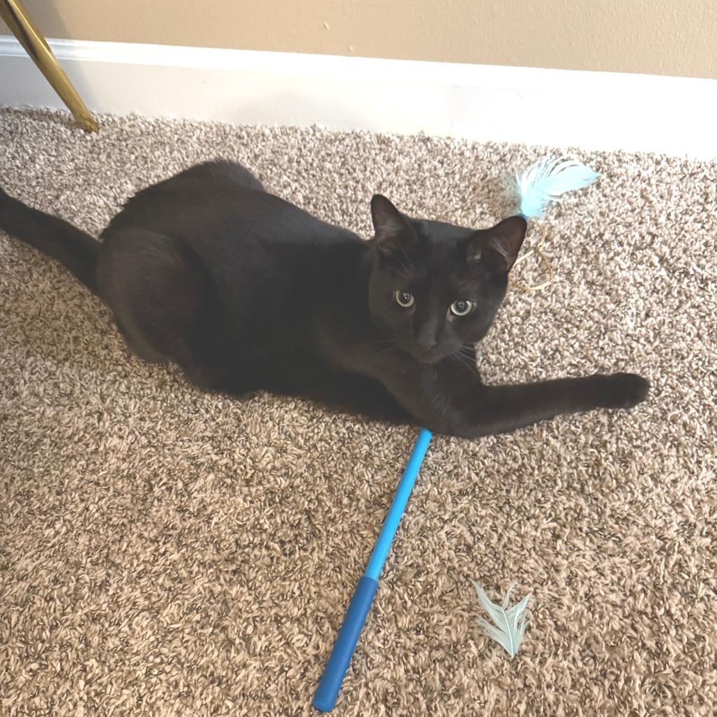 Enlarge Raven, a Adoptable Domestic Short Hair in Novelty, OH image 2/2