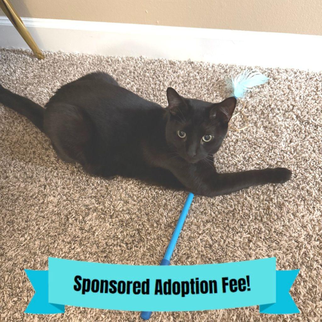 Enlarge Raven, a Adoptable Domestic Short Hair in Novelty, OH image 2/2