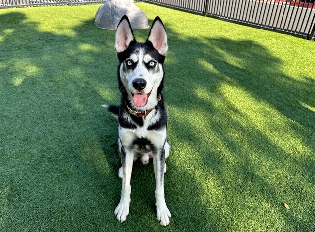 Enlarge MARTY, a Adoptable mixed breed in Santa Clara, CA image 1/1