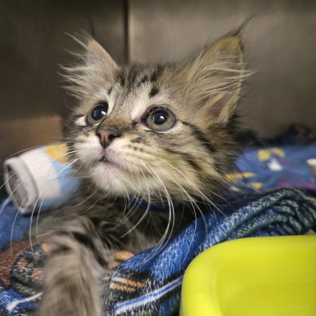 Derry, Adoptable, Kitten Female Domestic Long Hair.