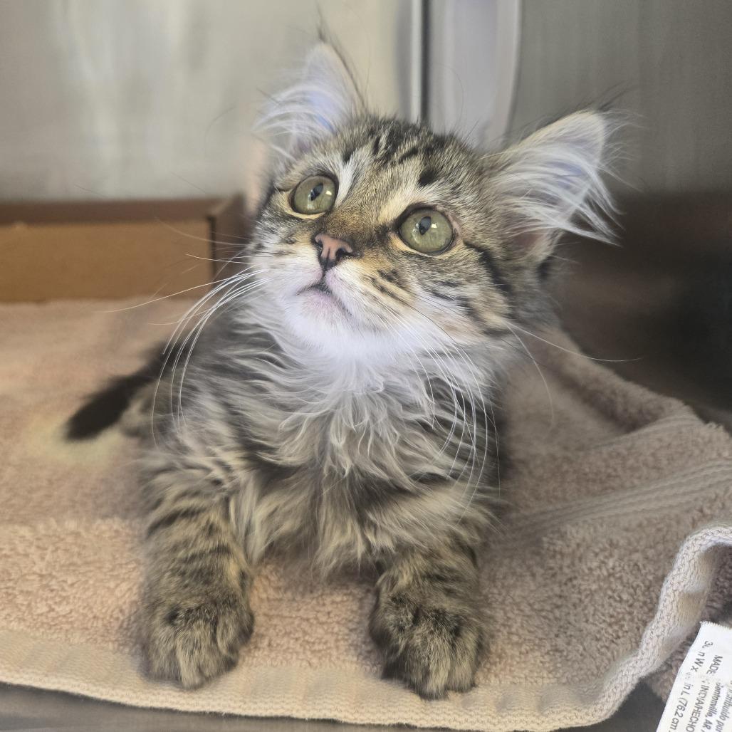 Enlarge Derry, a Adoptable Domestic Long Hair in Nashville, TN image 2/3