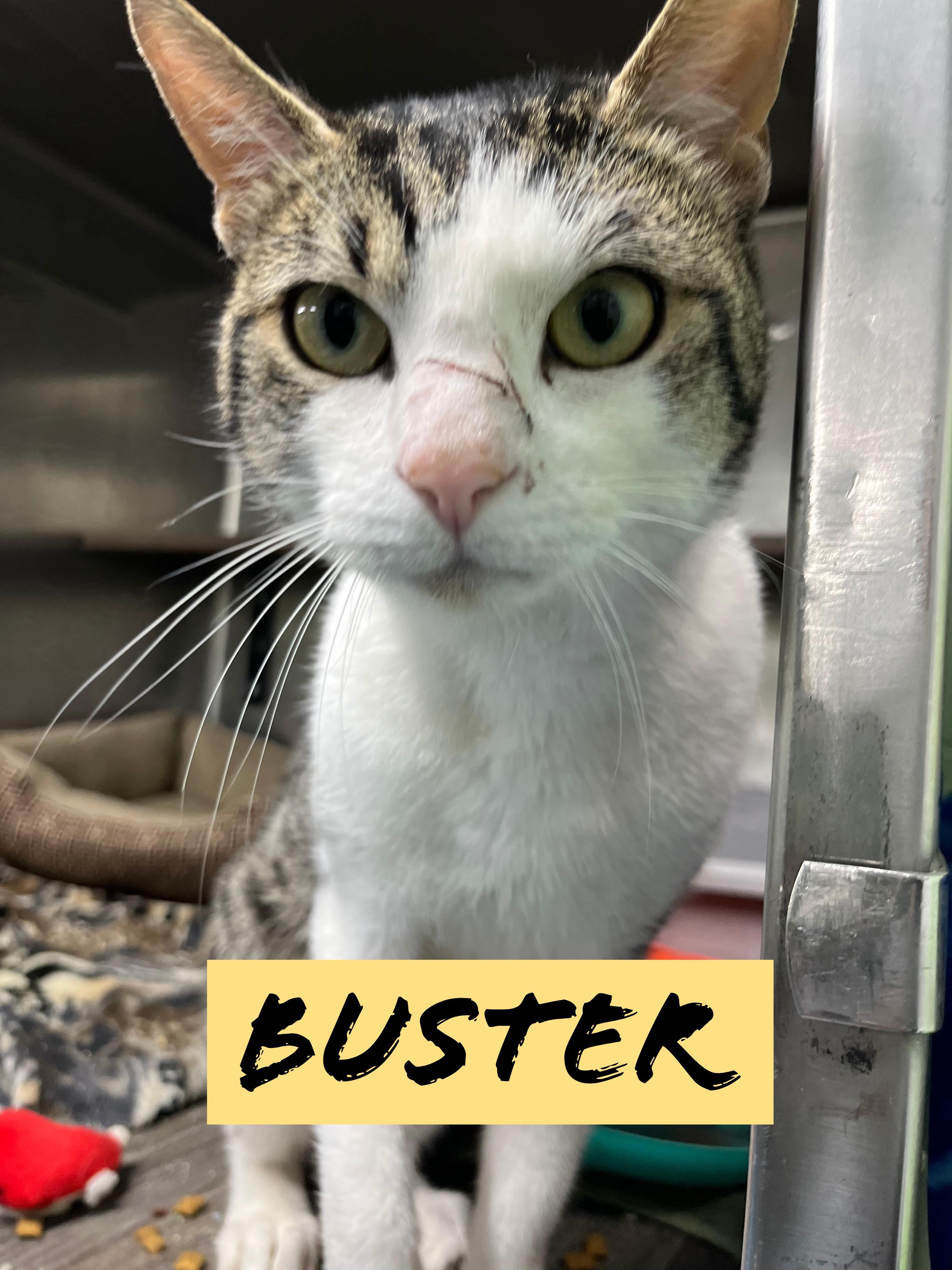 Enlarge Buster, a Adoptable Tabby in Pompton Plains, NJ image 1/1