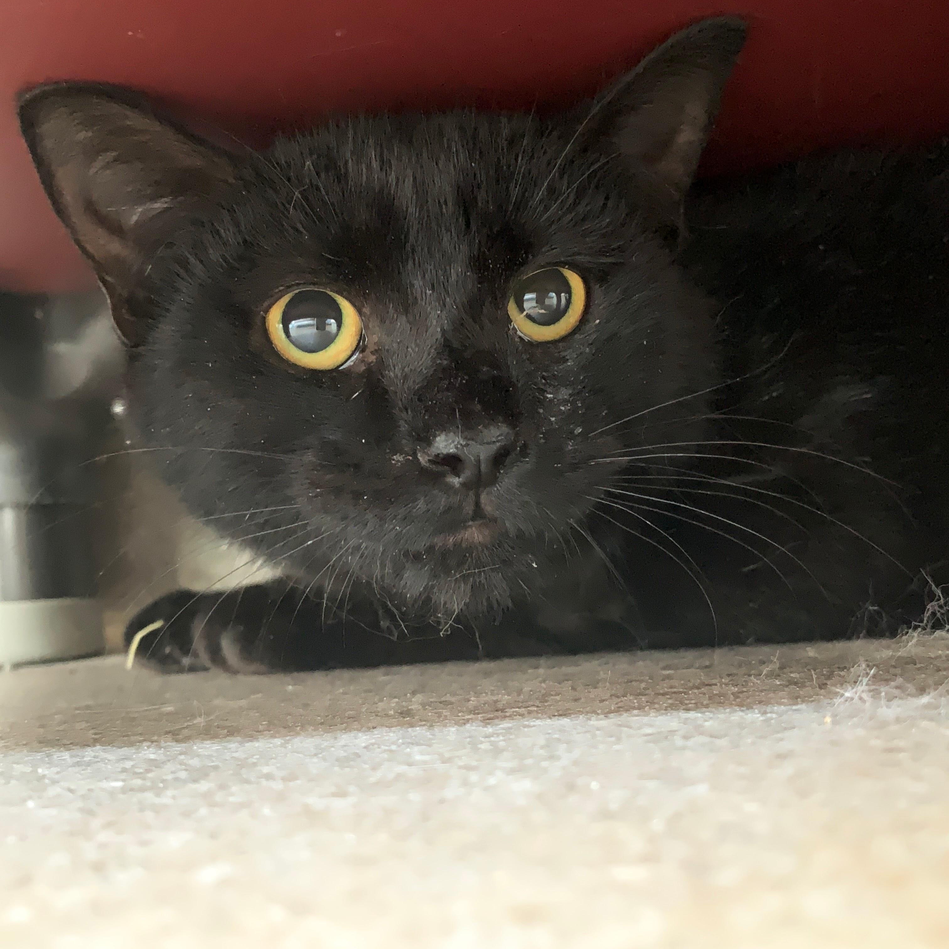 Enlarge Woody, a Adoptable Domestic Short Hair in Winchester, VA image 3/3