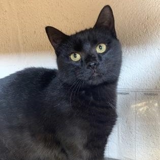 Woody, Adoptable, Kitten Male Domestic Short Hair.