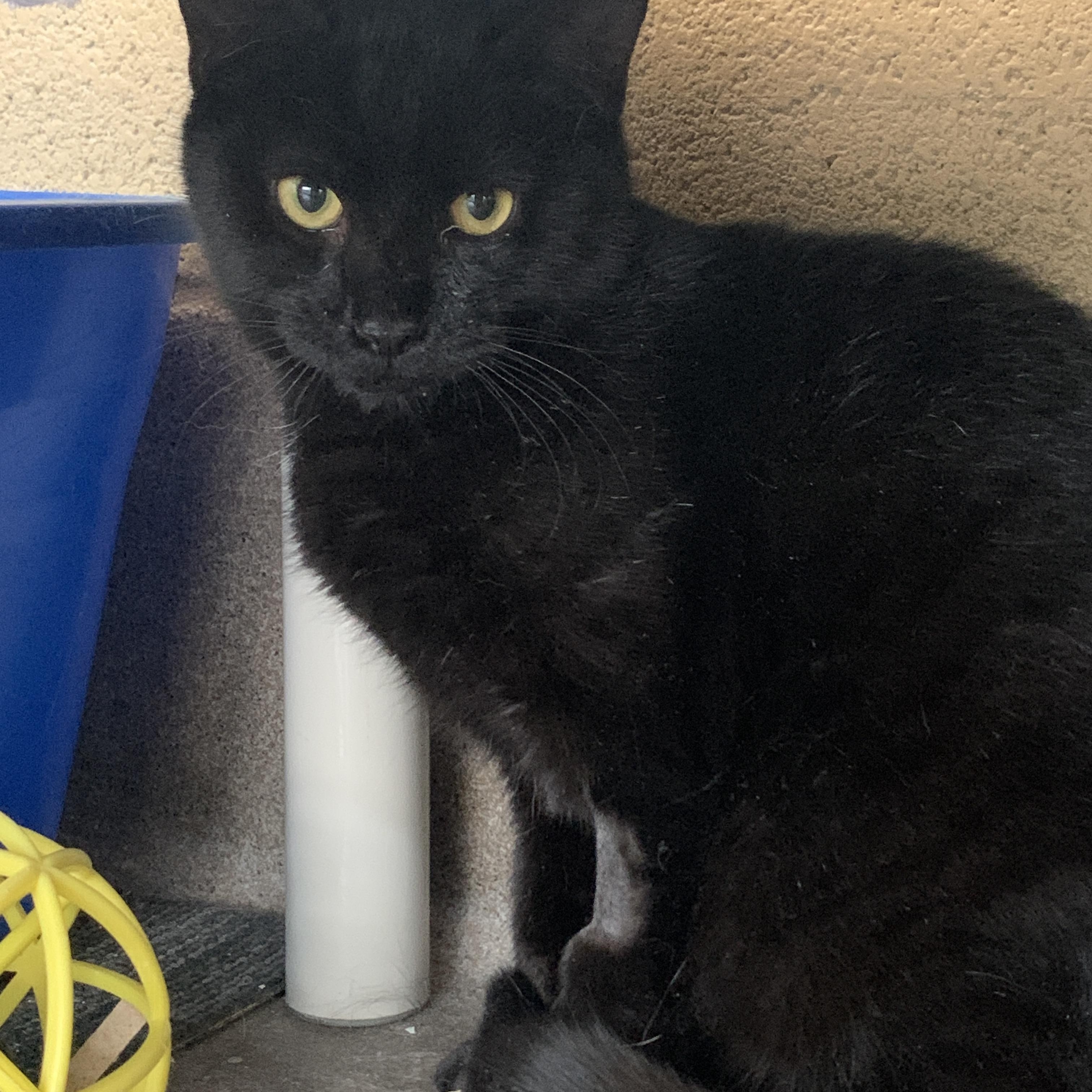 Enlarge Woody, a Adoptable Domestic Short Hair in Winchester, VA image 2/3