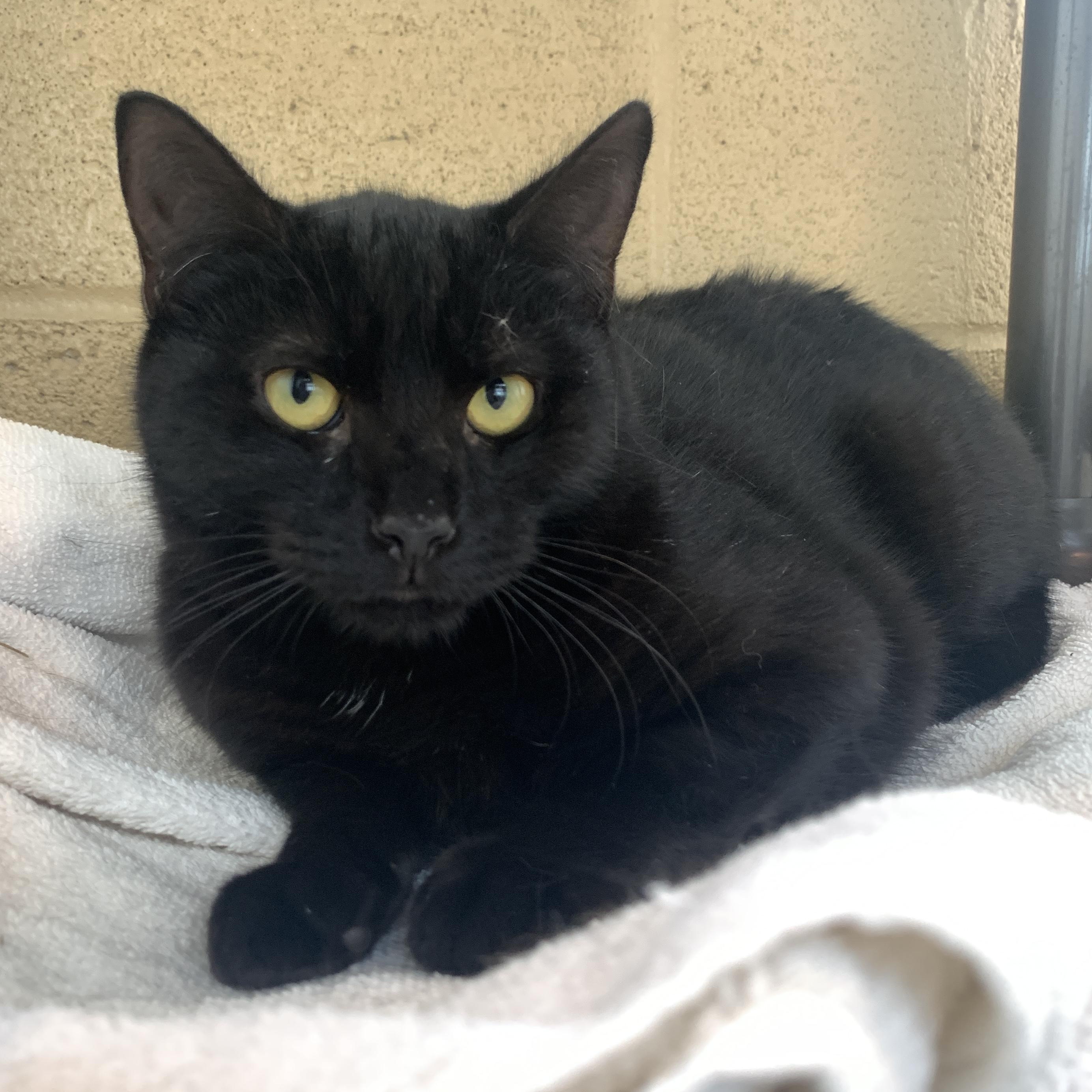 Woody, Adoptable, Kitten Male Domestic Short Hair.